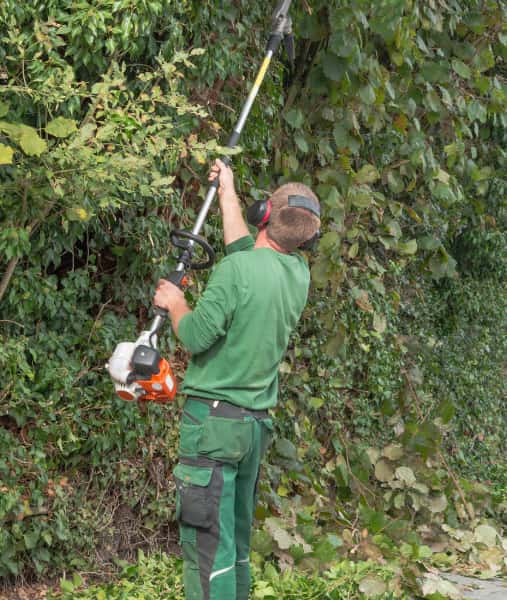 This is a photo of a professional tree surgeon using a petrol strimmer to trim a hedge. Photo taken by Wickham Market Tree Surgeons.