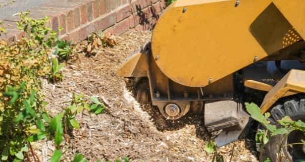 This is a photo of a stump grinding machine being used to remove a tree stump in a garden. Photo taken by Wickham Market Tree Surgeons.