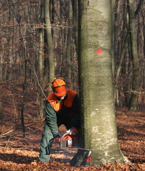 This is a photo of a tree surgeon cutting into the base of a large tree which is being felled. He is using a petrol chainsaw. The tree is about sixty inches wide. Photo taken by Wickham Market Tree Surgeons.