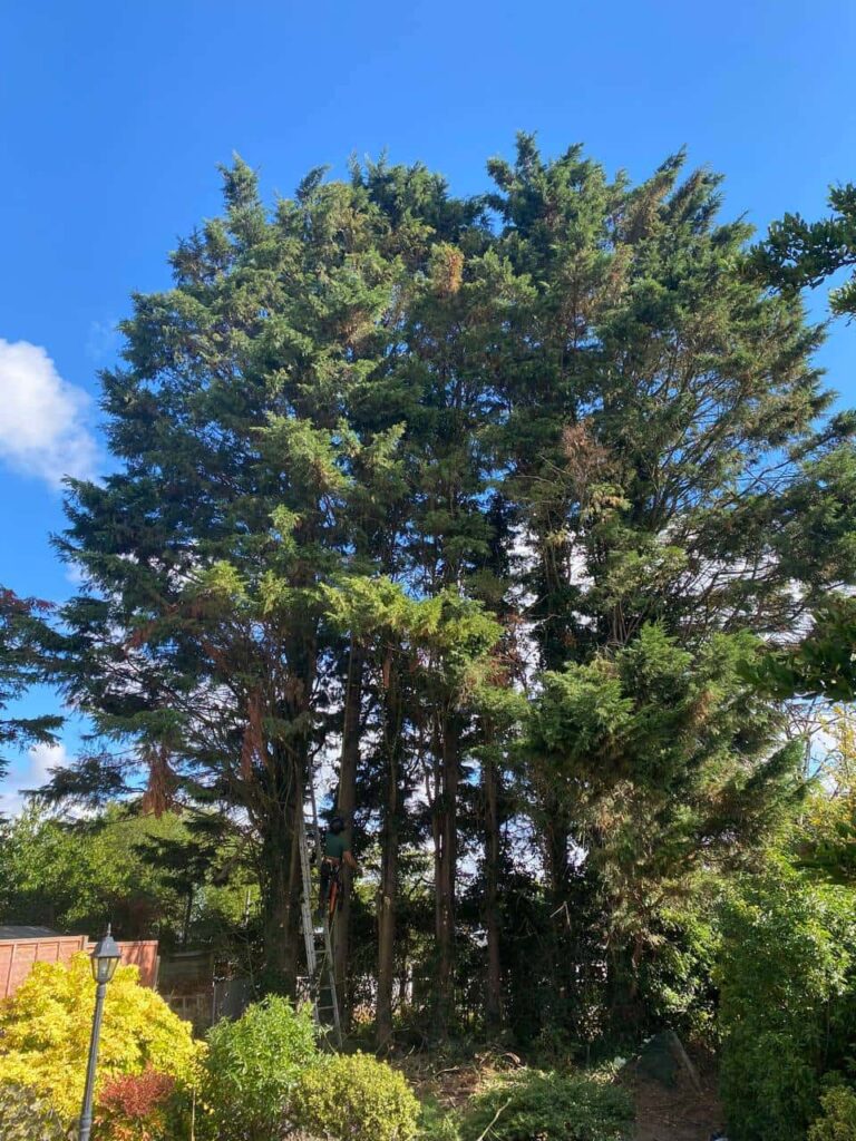 This is a photo of a garden with eight massive trees at the end of the garden. The tree surgeon is just starting work, and is carrying out a mixture of tree pruning, and crown reduction. Photo taken by Wickham Market Tree Surgeons.