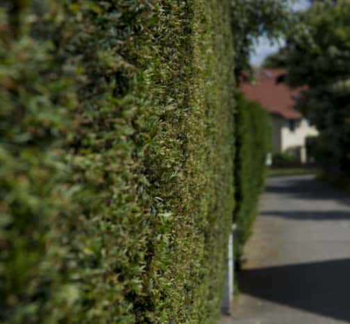 This is a photo of hedge cutting running along the front of a house and the road is also visible. Photo taken by Wickham Market Tree Surgeons.