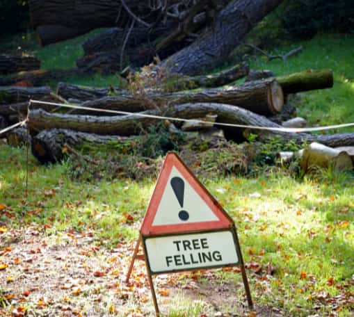 This is a photo of a sign that says TREE FELLING; there are sections of tress in the background as well.