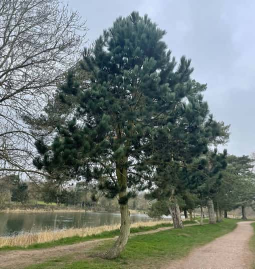 This is a photo of a well groomed tree located in a park, there is a path to the right hand side, and a lake to the left hand side. Photo taken by Wickham Market Tree Surgeons.