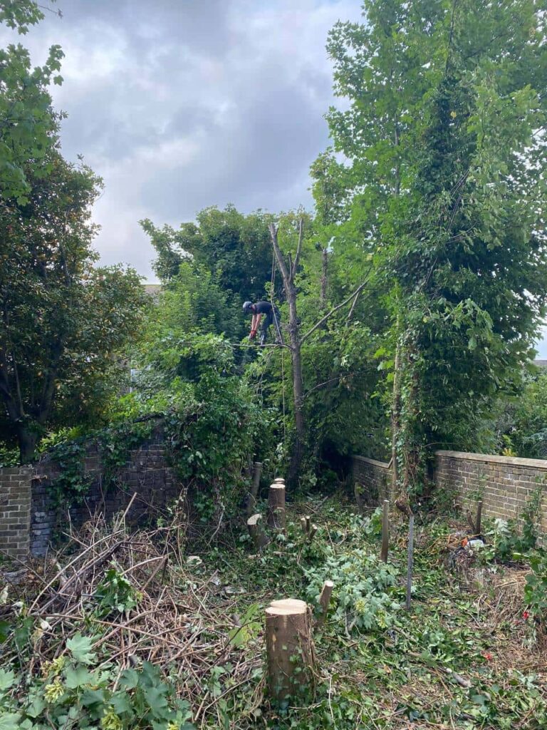 This is a photo of an overgrown garden, where the trees are being felled. Four large trees have already been felled, and there is a tree surgeon standing on the final one, about to cut it down. Photo taken by Wickham Market Tree Surgeons.