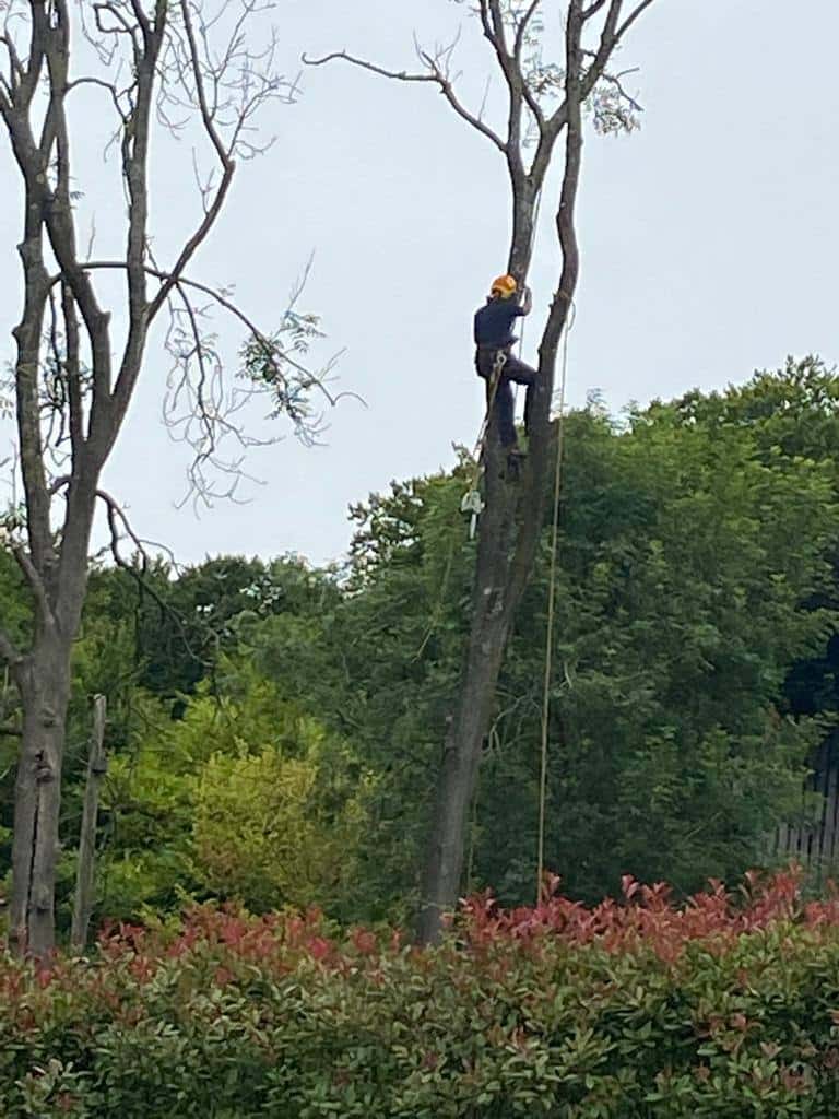 This is a photo of a professional tree surgeon who has climbed a tree, and is removing limbs from it. He is removing the tree completely in sections. Photo taken by Wickham Market Tree Surgeons.