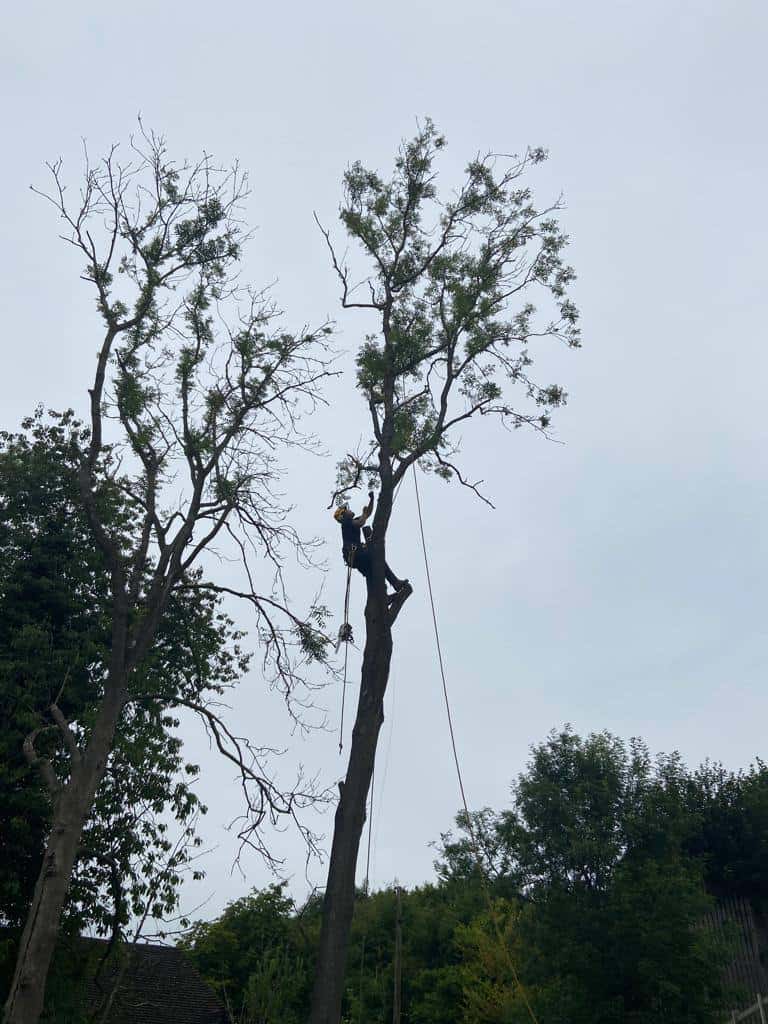 This is a photo of a professional tree surgeon who has climbed a tree, and is removing limbs from it. He is removing the tree completely in sections. Photo taken by Wickham Market Tree Surgeons.