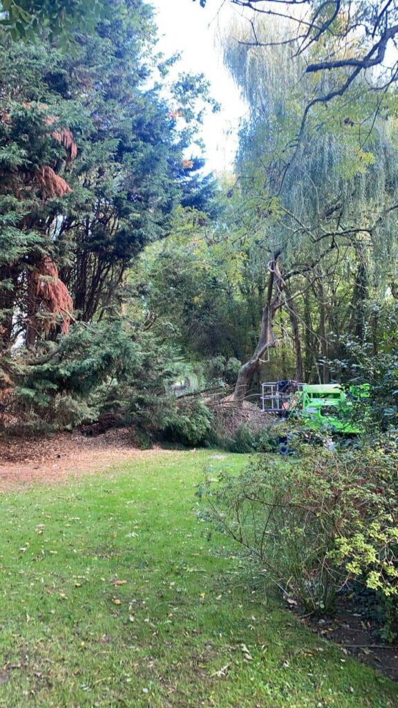 This is a photo of an overgrown garden, with many large trees at the end of it which are being felled. There is a cherry picker in the photo which is being used to gain access. Photo taken by Wickham Market Tree Surgeons.