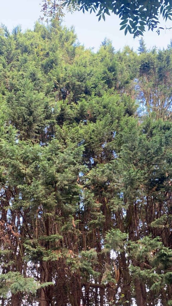 This is a photo of an overgrown garden, with many large trees at the end of it which are being felled. Photo taken by Wickham Market Tree Surgeons.